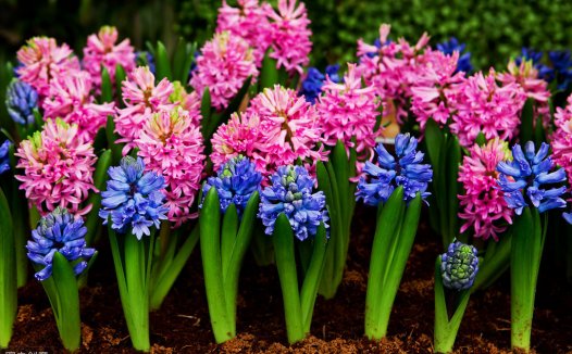 除了炒郁金香，荷兰人还炒过风信子